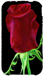 My Rose Entry for the I Pad Challenge